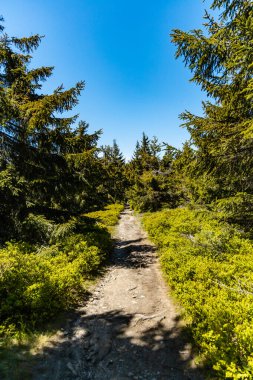 Etrafı yüksek ağaçlarla çevrili Jizera Dağları 'nda uzun dağ patikaları