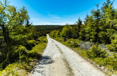 Etrafı yüksek ağaçlarla çevrili Jizera Dağları 'nda uzun dağ patikaları