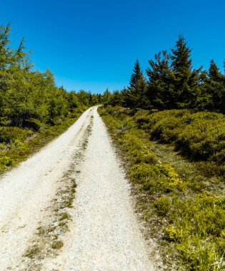 Etrafı yüksek ağaçlarla çevrili Jizera Dağları 'nda uzun dağ patikaları