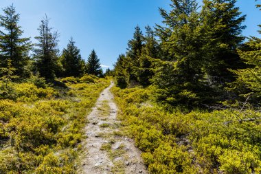 Etrafı yüksek ağaçlarla çevrili Jizera Dağları 'nda uzun dağ patikaları