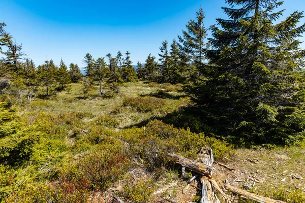 Jizera dağlarında küçük ağaçlar ve çalılar olan yeşil bir meydan.