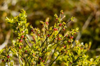 Küçük kırmızı çiçekli küçük yabani çalı