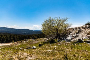 Jizera dağlarında küçük ağaçlar ve çalılar olan yeşil bir meydan.