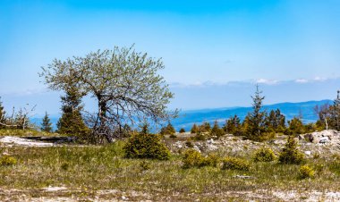 Jizera dağlarında küçük ağaçlar ve çalılar olan yeşil bir meydan.