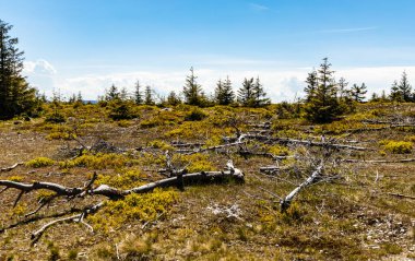 Jizera dağlarında küçük ağaçlar ve çalılar olan yeşil bir meydan.