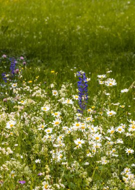 Renkli çiçeklerle dolu küçük yeşil bir meydan Yüksek çim yapraklarıyla