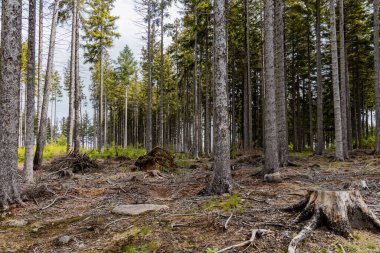 Rudawy Janowickie dağlarında büyük bir orman. Kuru ağaçlarla dolu.