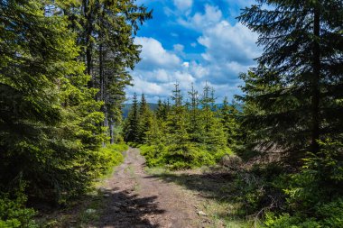 Long mountain trail between high trees and bushes in Rudawy Janowickie mountains