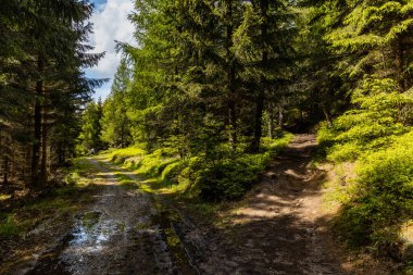 Long mountain trail between high trees and bushes in Rudawy Janowickie mountains