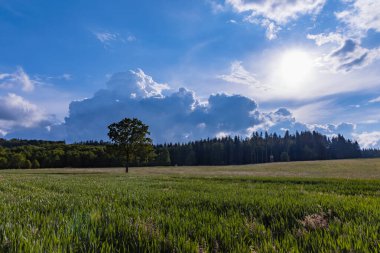 Yeşil tarlaların ve Rudawy Janowickie dağlarının güzel manzarası