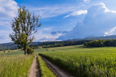 Rudawy Janowickie 'deki güzel manzaralı uzun dağ patikasının yanındaki yalnız ağaç.