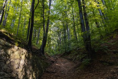 Ocak III Sobieski 'nin şehir parkının yolları Walbrzych' teki yaşlı ağaçlarla dolu.