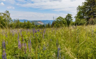 Etrafında yüksek çim yaprakları ve çalıları olan küçük mavi çiçeklerden oluşan büyük bir tarla.