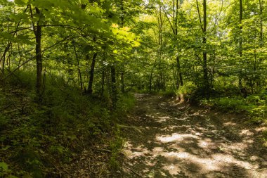 Kaczawskie dağlarında çalılar ve tarlalar olan uzun bir yol.