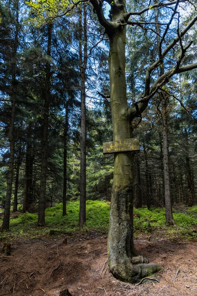 Rudawy Janowickie Polen Juni 2020 Träskiva Ett Träd Vid Skalniks — Stockfoto