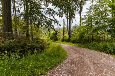 Bulutlu bir günde Walbrzych Dağları 'ndaki ormanda uzun dağ yolu