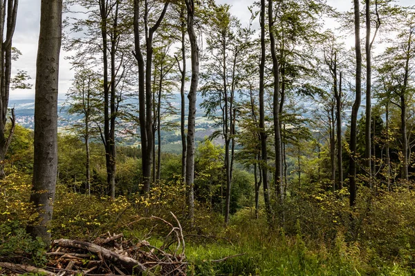 Glades Árboles Viejos Bosque Junto Sendero Montaña Las Montañas Walbrzych —  Fotos de Stock