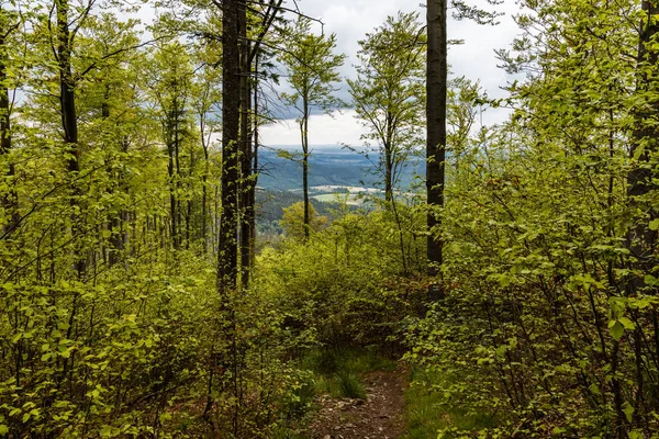 Lange Bergweg Het Bos Het Walbrzych Gebergte Bewolkte Dag — Stockfoto