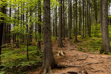 Walbrzych dağlarının etrafındaki çalılar ve ağaçlarla ormandaki uzun dağ patikaları