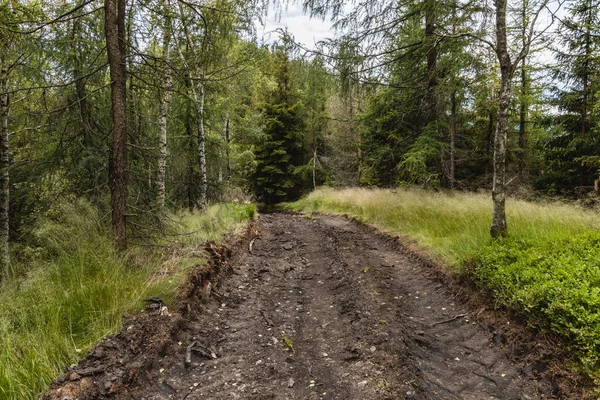 Langer Gebirgsweg Wald Mit Büschen Und Bäumen Rund Das Walbrzycher — Stockfoto