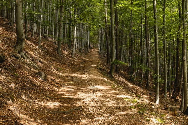 Sendero Largo Montaña Bosque Con Arbustos Árboles Alrededor Las Montañas —  Fotos de Stock