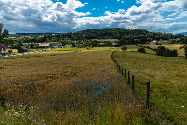 Witkow Slaski Polen Juli 2020 Gränsen Mellan Två Fält Gjorda — Stockfoto