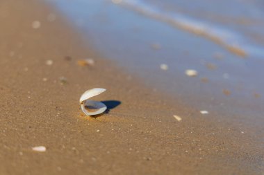 Baltık Denizi sahilinin canlı bir uzantısı sayısız küçük, renkli deniz kabuklarıyla süslenmiş, kumların nazik dalgalarla buluştuğu doğal bir mozaik yaratıyor.