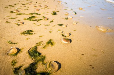 Baltık Denizi sahilinin ıslak kumlarında kıyıya vuran sayısız ölü denizanası yüksek gelgitten sonra benzersiz bir doğal şablon oluşturuyor.