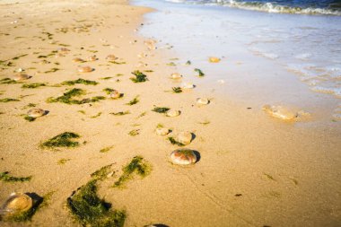 Baltık Denizi sahilinin ıslak kumlarında kıyıya vuran sayısız ölü denizanası yüksek gelgitten sonra benzersiz bir doğal şablon oluşturuyor.