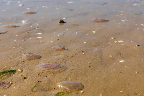 Baltık Denizi sahilinin ıslak kumlarında kıyıya vuran sayısız ölü denizanası yüksek gelgitten sonra benzersiz bir doğal şablon oluşturuyor.
