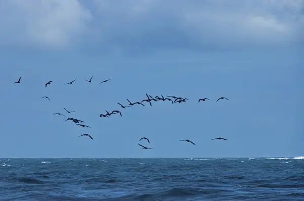 Flight of cape cormorant. — Stock Photo, Image