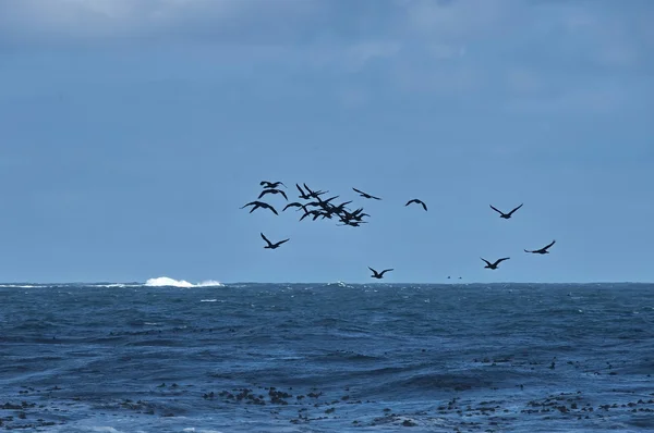 Flight of cape cormorant. — Stock Photo, Image