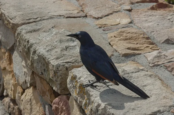 Uccello alato rosso a muro di pietra — Foto Stock