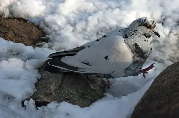 冬天爬山的鸽子 — 图库照片