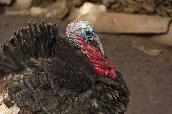 Colorfull Turkiet på landsbygden innergård — Stockfoto