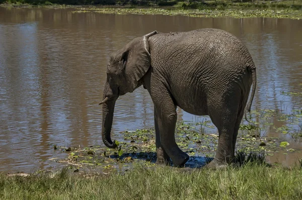 Elephants make mud bath in Chapel & Lapa reserve — Stock Photo, Image