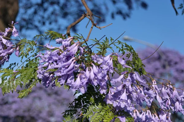 Jacaranda blühen im Frühling an der johannesburg straße — Stockfoto