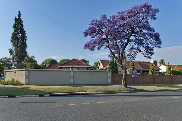 Jacaranda virágzik tavasszal Johannesburg utca — Stock Fotó