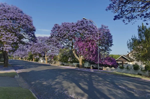 Jacaranda květy na jaře v Johannesburgu street — Stock fotografie