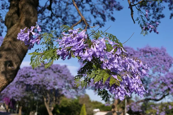 Jacaranda blühen im Frühling an der johannesburg straße — Stockfoto