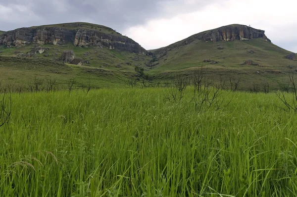Grasveld in het natuurreservaat Giants Castle Kwazulu-Natal — Stockfoto