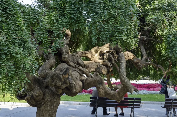 Ancien tronc d'arbre intéressant au jardin dans la ville de Ruse — Photo