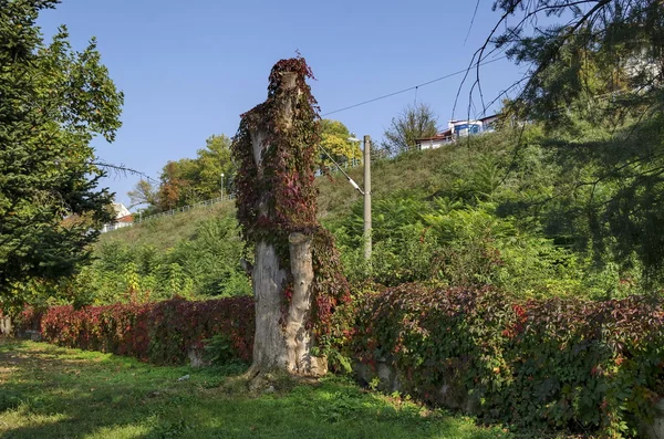 Gövde ve çit çit Rusçuk şehirdeki riverside Park ile büyümüş — Stok fotoğraf