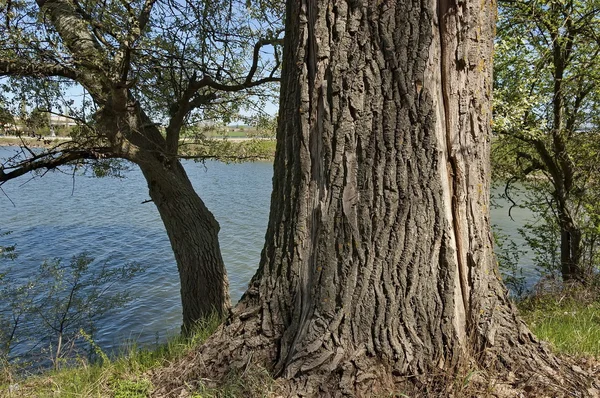 Vecchio grande albero vicino al lago — Foto Stock