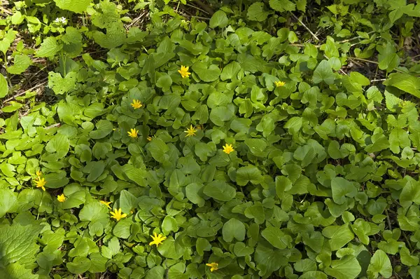 Ziarnopłon wiosenny (Ranunculus ficaria) kwiat — Zdjęcie stockowe