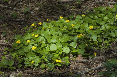 Küçük kırlangıçotu (tipik ficaria) çiçek bahçesinde