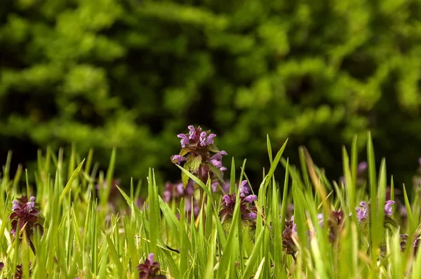 Gras und Blumen Rasen bunte Hintergrundbilder — Stockfoto