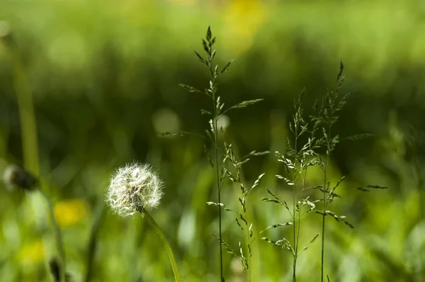 Hermosa planta y flores naturaleza fondo motivo Imagen de stock