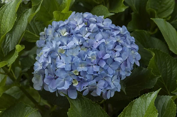 Hellblau lila Hortensie auf Kathedrale Peak Hotel — Stockfoto