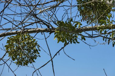 Beyaz ökse otu şifalı bitki